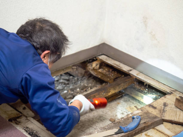 Best Mold Testing  in Palm Harbor, FL