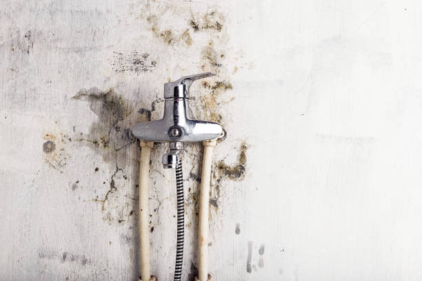 Best Mold Removal Company Near Me  in Palm Harbor, FL