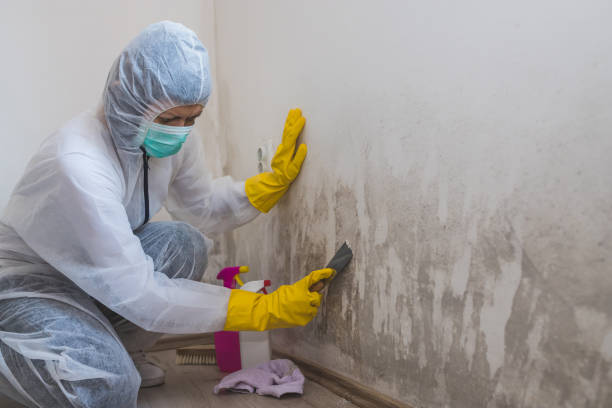 Best Home Mold Removal  in Palm Harbor, FL