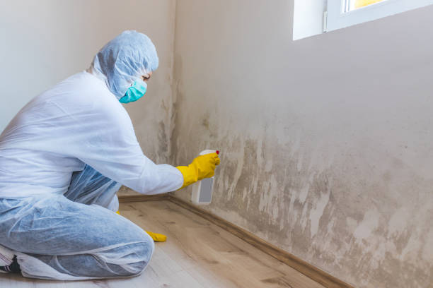 Best Certified Mold Removal  in Palm Harbor, FL