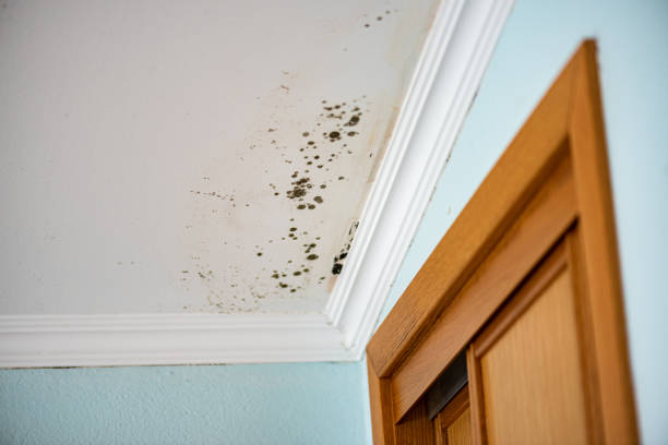 Best Office Mold Removal Services  in Palm Harbor, FL