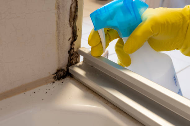 Best Crawl Space Mold Removal  in Palm Harbor, FL