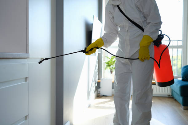 Best Mold Damage Repair  in Palm Harbor, FL