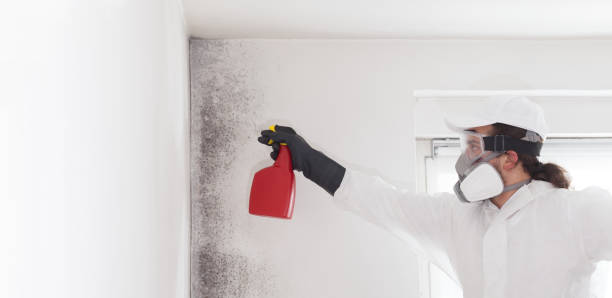 Best Mold Testing  in Palm Harbor, FL