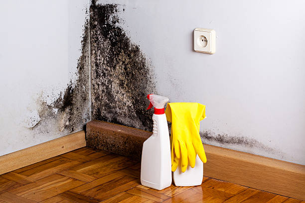 Best Home Mold Removal  in Palm Harbor, FL