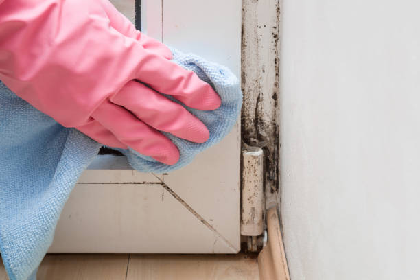 Best Residential Mold Removal  in Palm Harbor, FL