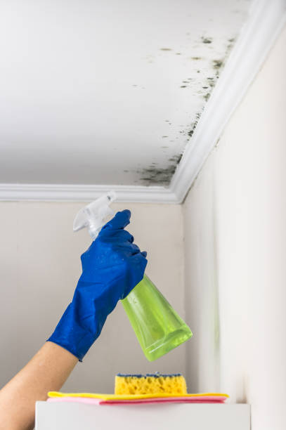 Best Emergency Mold Removal  in Palm Harbor, FL